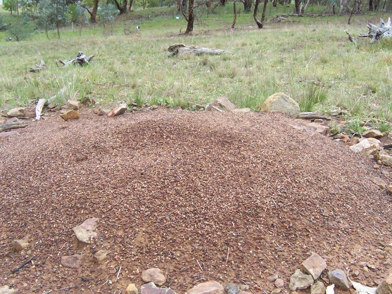 File:Ant hill02.jpg