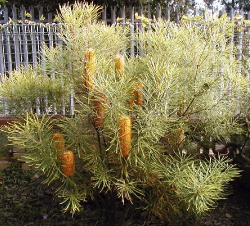 File:Banksia spinulosa collina Carnarvon Gold.jpg