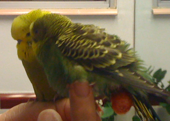 File:BudgieProlapse.png