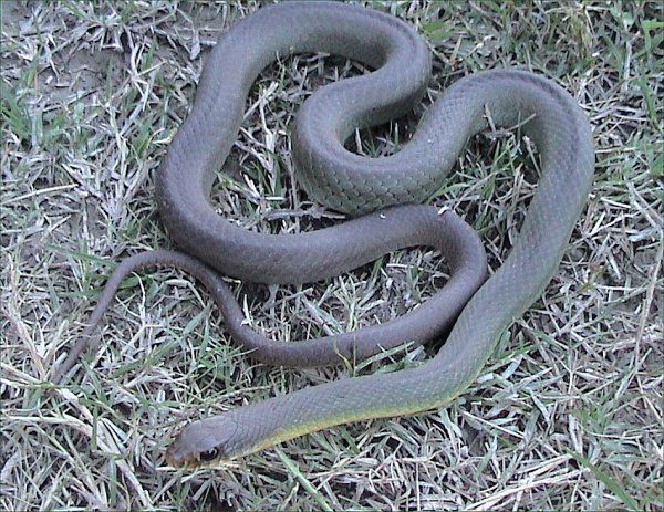 File:Coluber constrictor flaviventris2.jpg