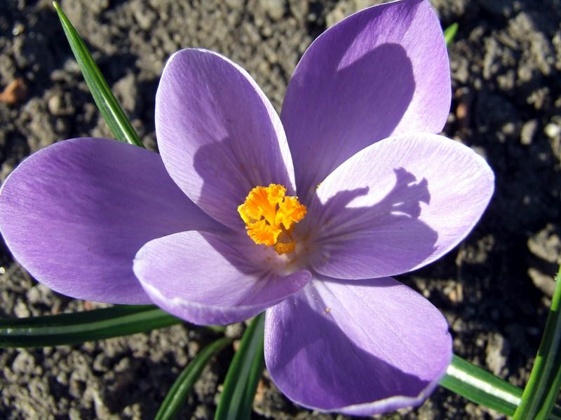 File:Crocus 4.jpg