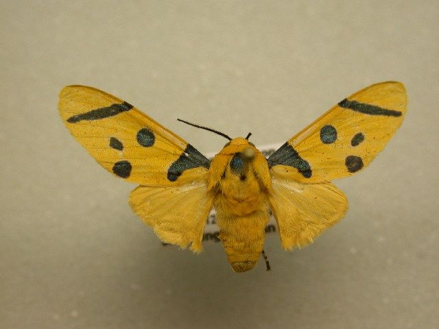 File:Emurena quinquepunctata.jpg