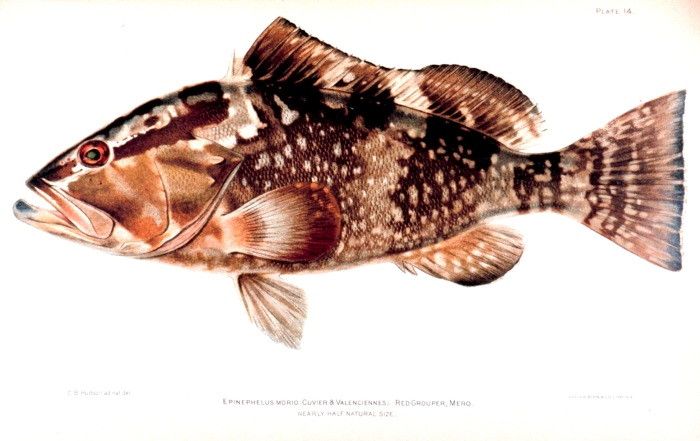 File:Epinephelus morio.jpg