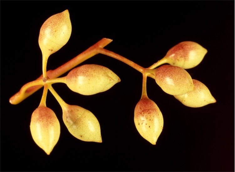 File:Eucalyptus drummondii buds.jpg