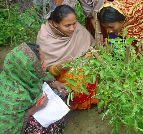 File:FFS Tomato study Bangladesh 2004.jpg