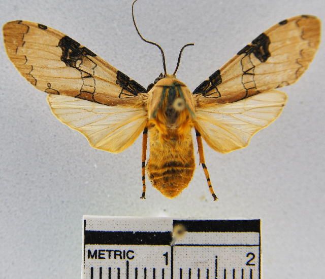 File:Halysidota interlineata dorsal.jpg