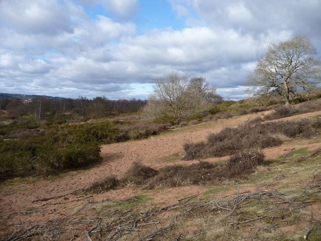 File:Hartlebury Common - geograph.org.uk - 1173539.jpg