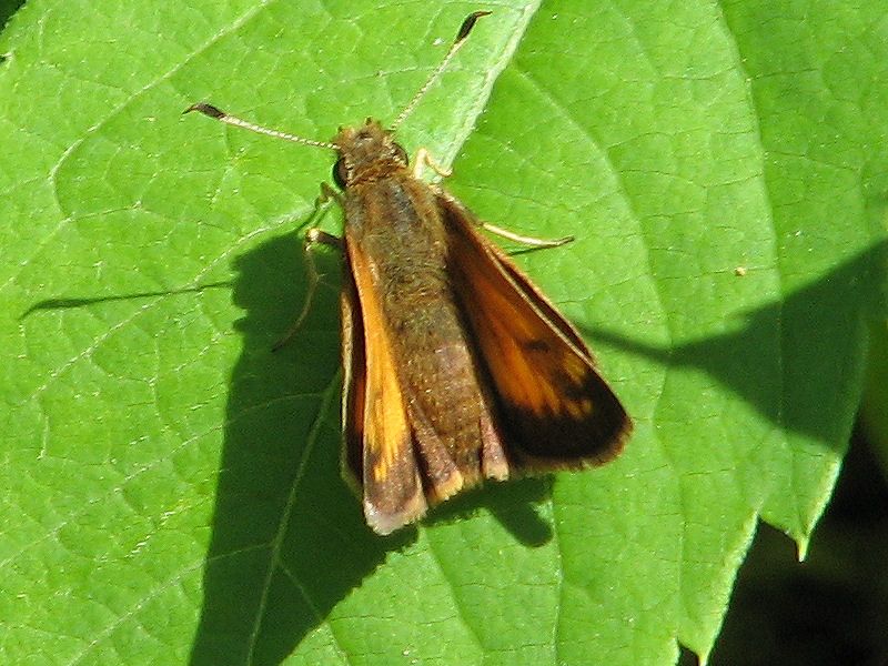 File:Hobomok Skipper.jpg