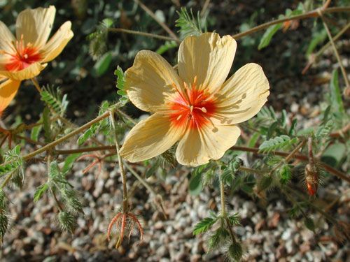 File:Kallstroemia grandiflora.jpg