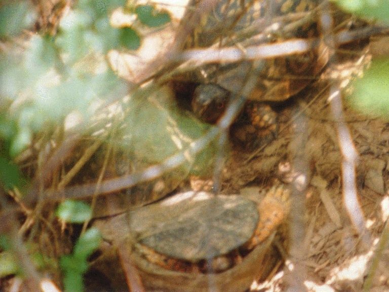 File:Ken-Leonard-Box-Turtle-01.jpg