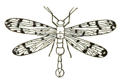 File:Mecoptera icon.jpg