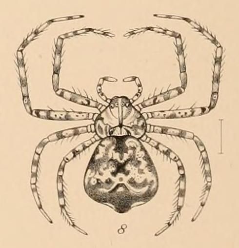 File:Pagiopalus personatus (Fauna Hawaiiensis) .jpg