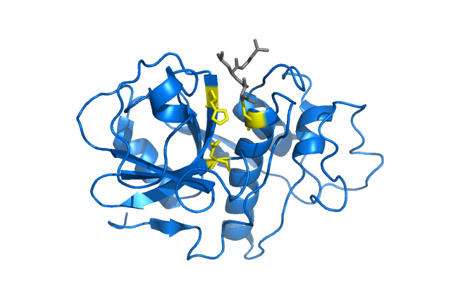 File:Papain enzyme.png