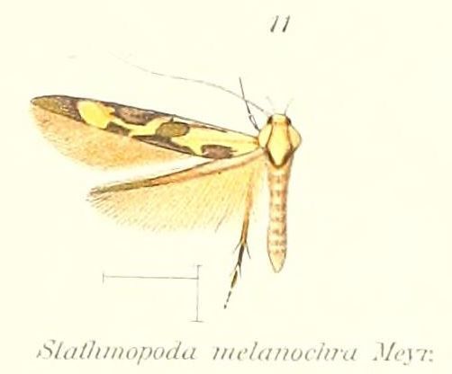 File:Pl.1-11-Stathmopoda melanochra.JPG