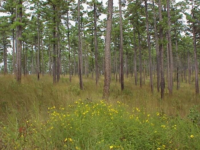 File:Shortleaf pine.jpg