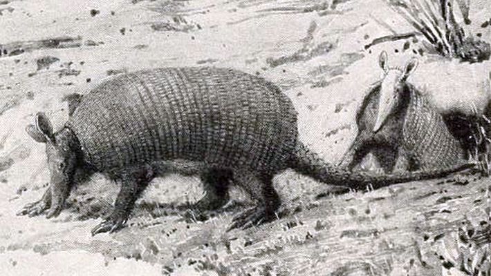 File:Stegotherium tesselatum.jpg