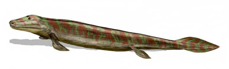 File:Tiktaalik BW flopped.jpg