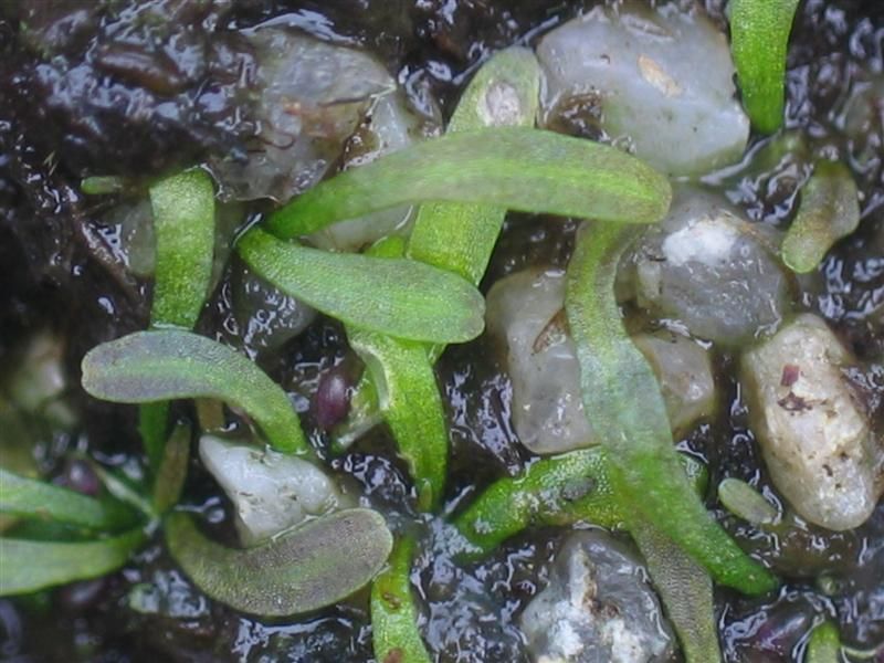 File:Utricularia nana.jpg