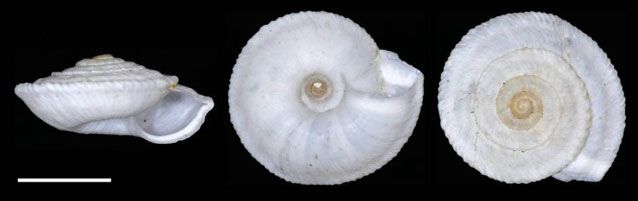 File:Xerogyra grovesiana 3views.jpg