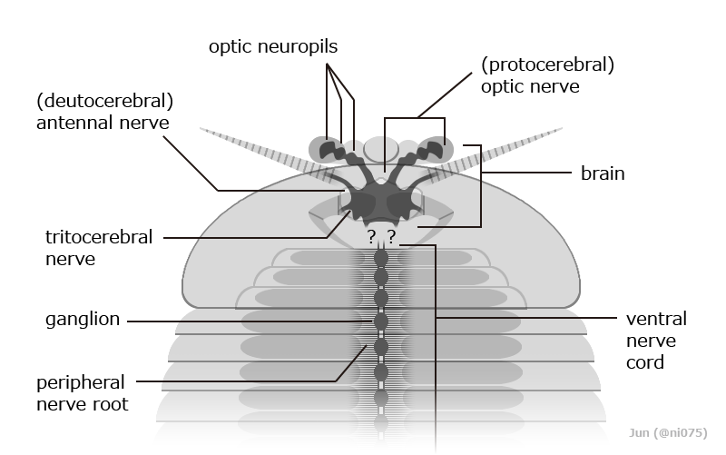 File:20211113 Fuxianhuiid central nervous system.png