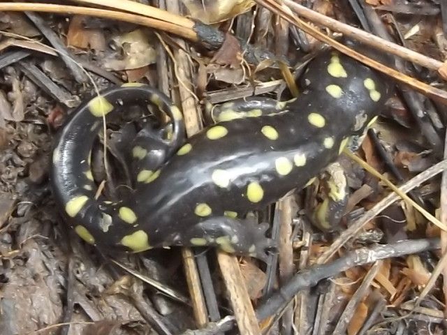 File:Ambystoma rosaceum.jpg