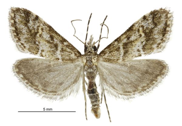 File:Argyria s.l. strophaea male.jpg