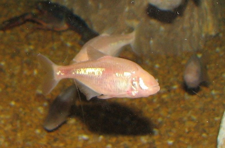 File:Blind Cavefish.jpg