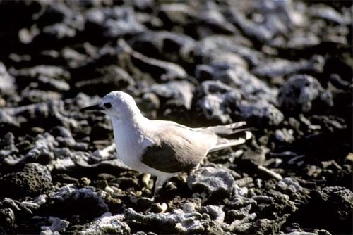 File:Blue Noddy (Anous ceruleus), Ducie Island.jpg