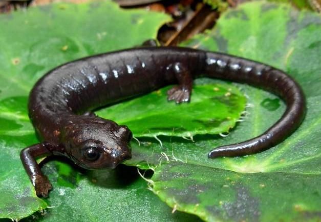 File:Bolitoglossa adspersa.jpg