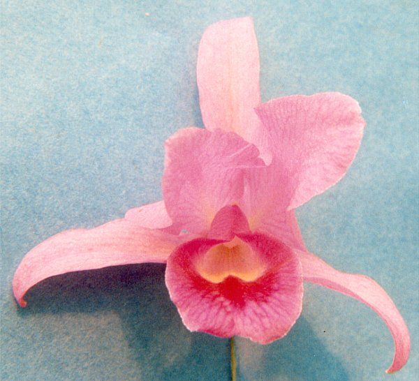 File:Cattleya bowringiana.jpg