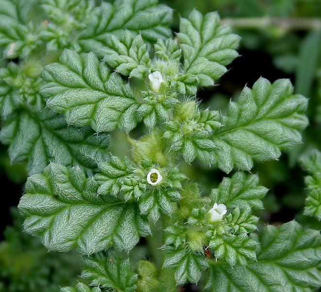 File:Coldenia procumbens in AP W2 IMG 9943.jpg