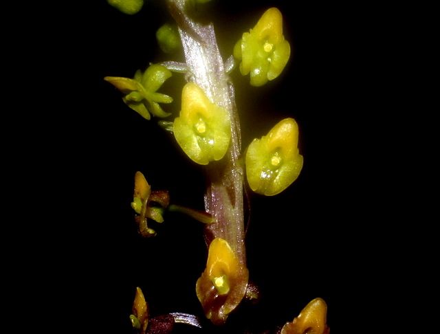 File:Crepidium tjiwideiense.jpeg