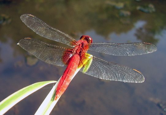 File:Crocothemis servilia mariannae.jpg