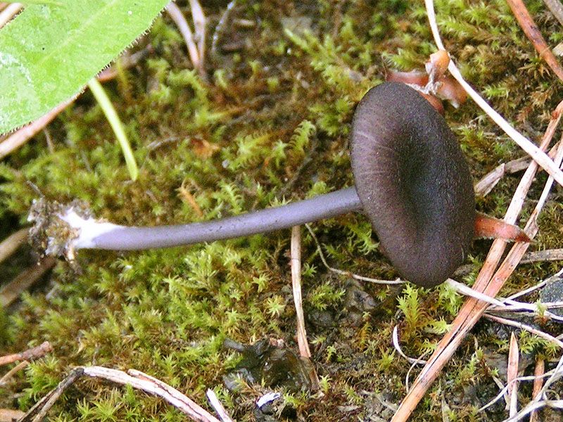 File:Entoloma mougeotii 02.jpg