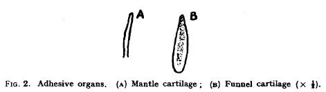 File:Funnel–mantle locking apparatus of giant squid, 1935.jpg