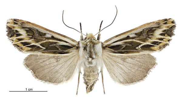 File:Graphania oliveri female.jpg