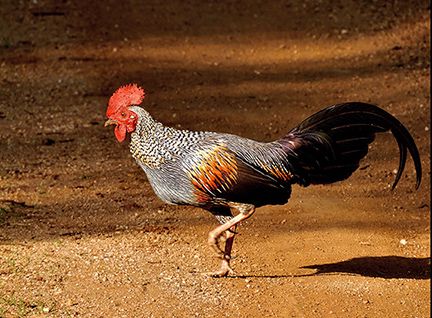 File:Grey Junglefowl by Samad Kottur.jpg