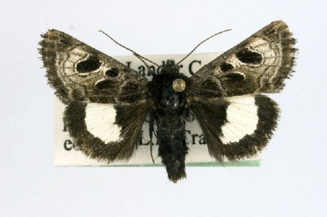 File:Heliothis belladonna.jpg