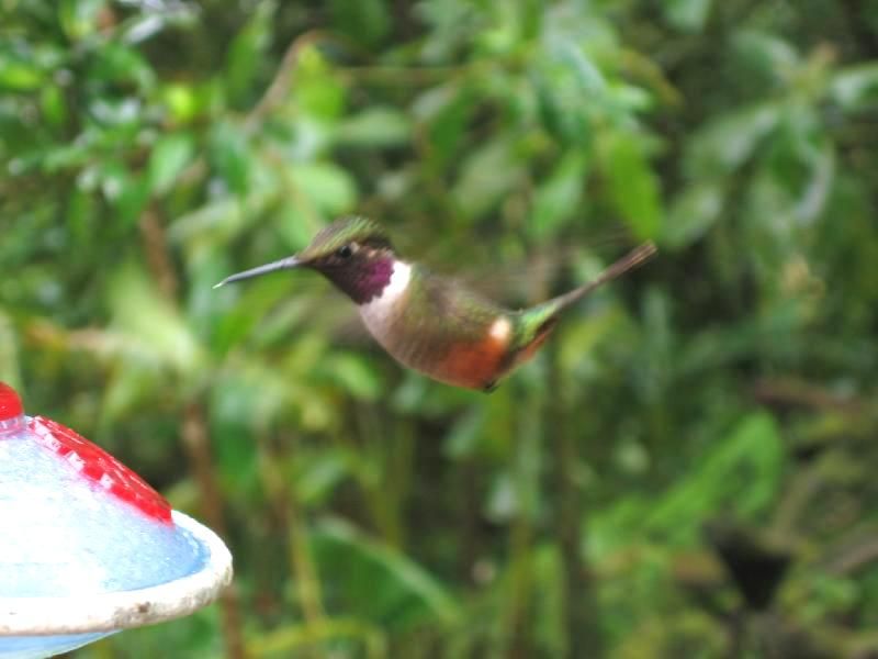 File:Hummingbird5.jpg