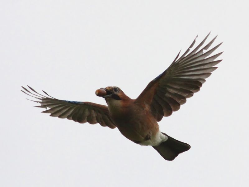 File:Jay (Garrulus glandarius) (10).JPG