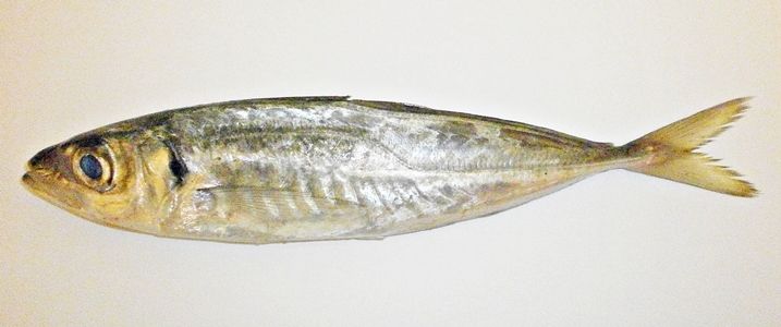 File:Jurel mediterráneo (Trachurus mediterraneus).jpg