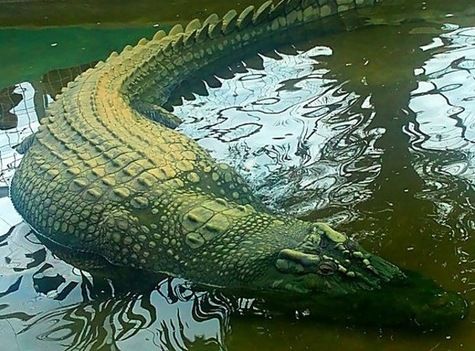 File:Lolong crocodile.jpg