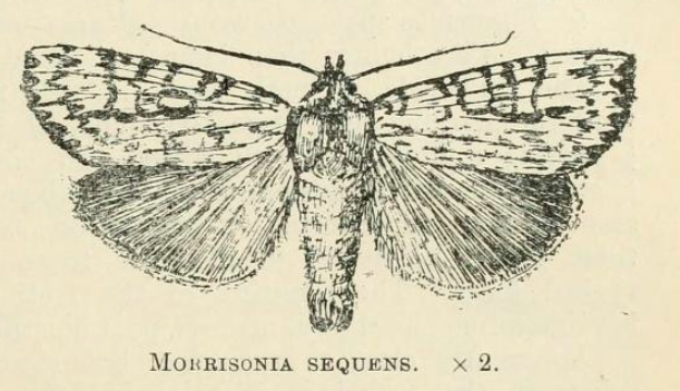 File:Morrisonia sequens by W. G. Howes.png