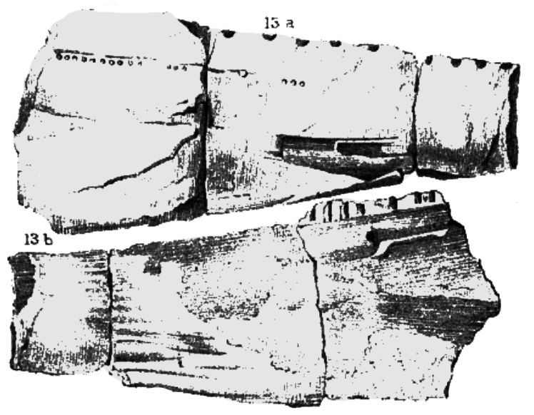 File:Occidens portlocki Portlock 1843.jpg