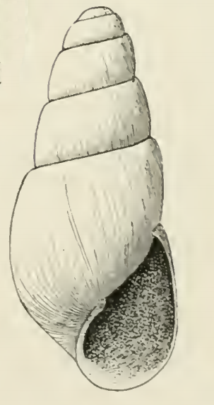 File:Odostomia eldorana 001.png