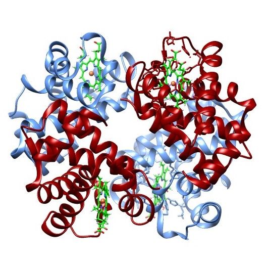 File:Oxy-Hemoglobin.jpg