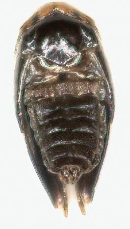 File:Pectinivalva minotaurus male pupa dorsal view.jpg