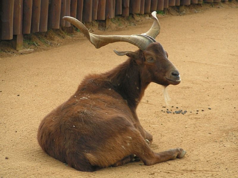 File:Rove goat 800.jpg