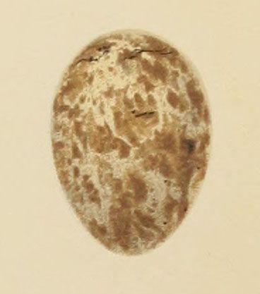 File:Seebohm Garden Warbler egg.jpg