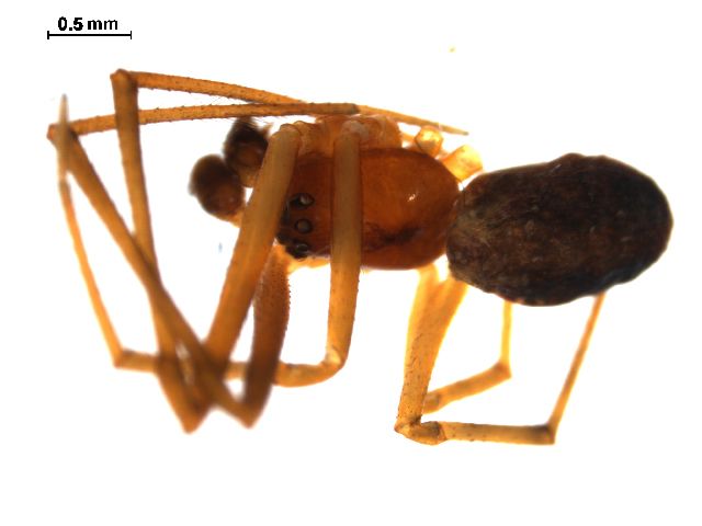 File:Theridion differens m1.jpg